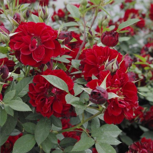 Rosen Shop - zwergrosen - rot - Rosa Fekete István - diskret duftend - Márk Gergely - Schön für Randbbeete, aber auch auf Balkon und Terasse in Kübeln. Gruppenweise, üppige Blüten.